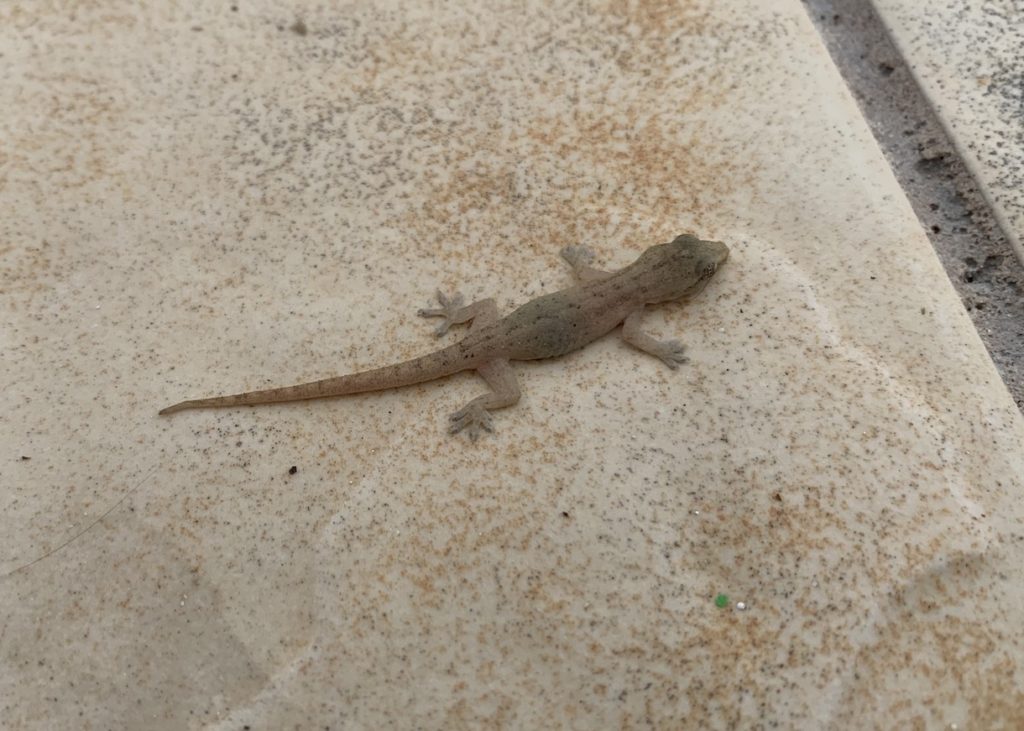 Gecko on Tile