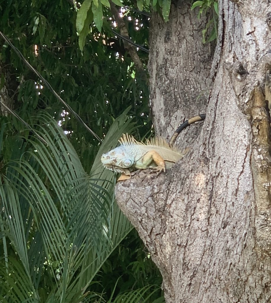 Green iguana in a tree