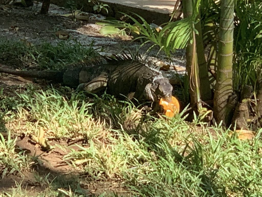 Iguana eating a mango