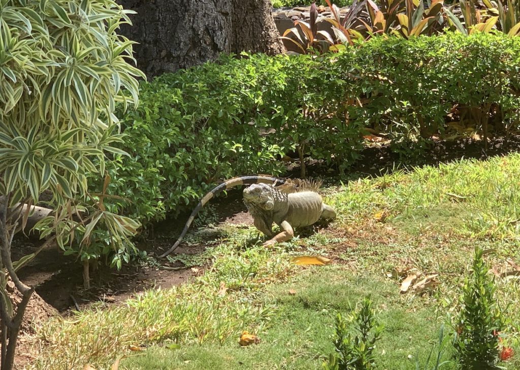 Iguana on the lawn