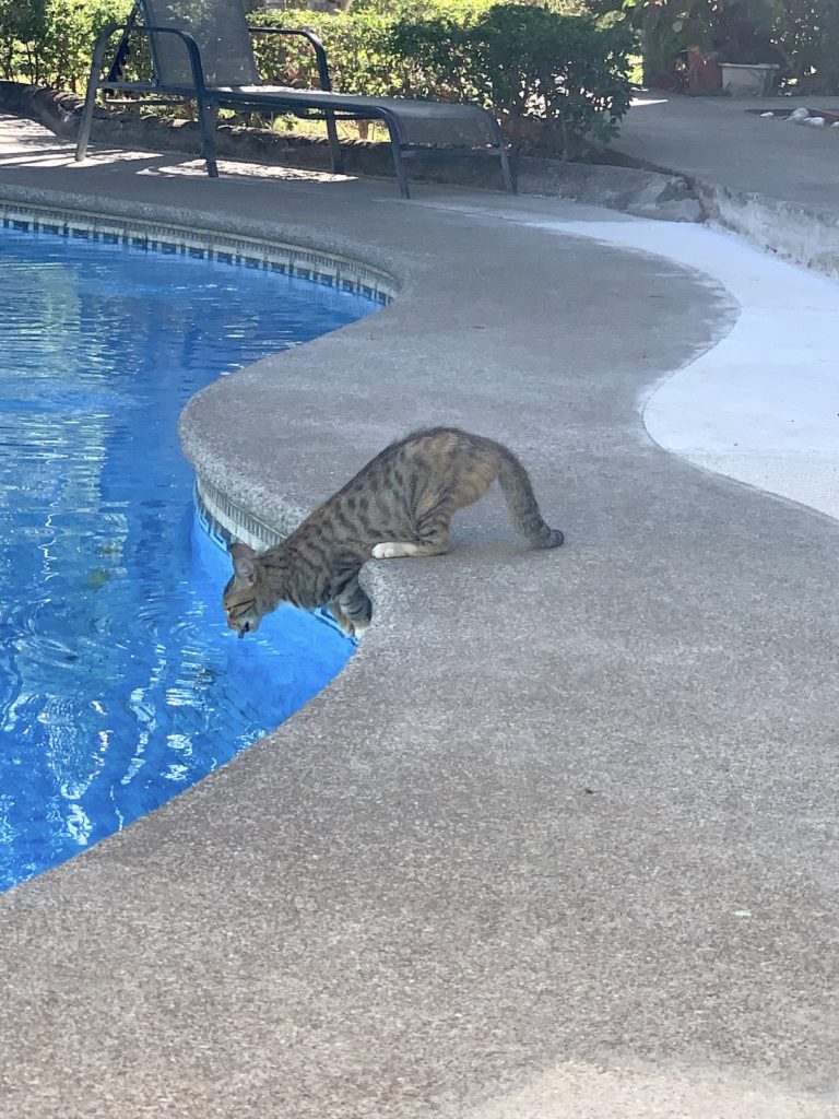 Cat drinking from the pool