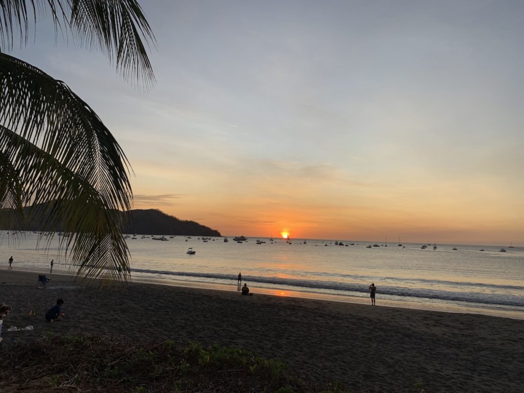 Palm Tree and beach sunset