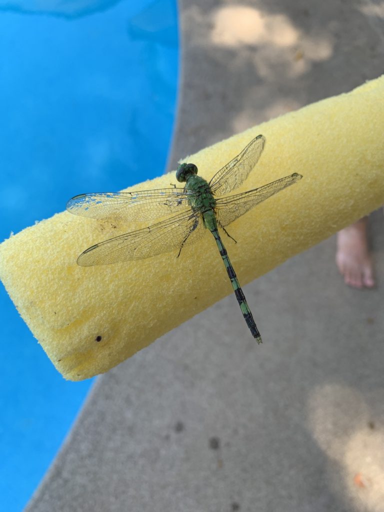 Dragonfly on a pool noodle