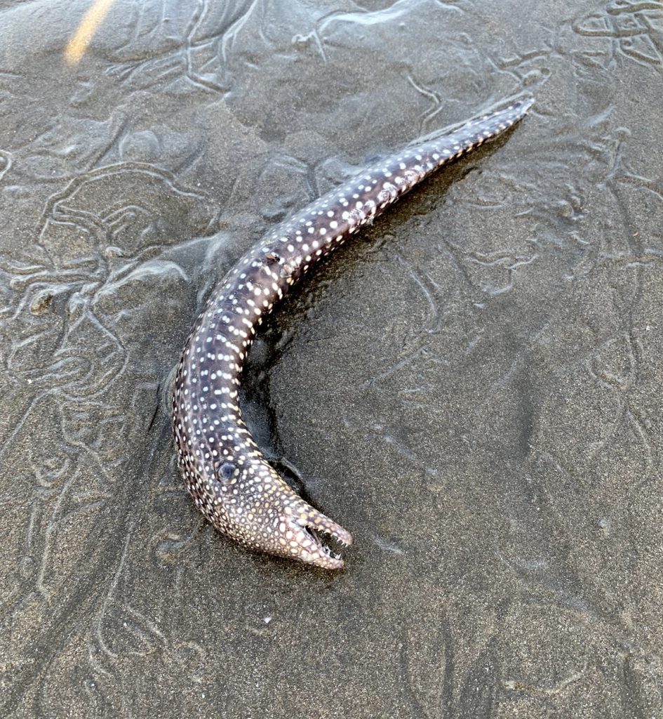 Dead eel on the beach
