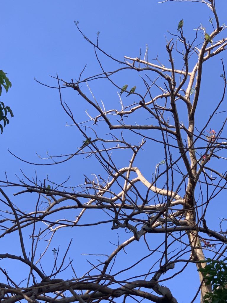 Green parrots in tree