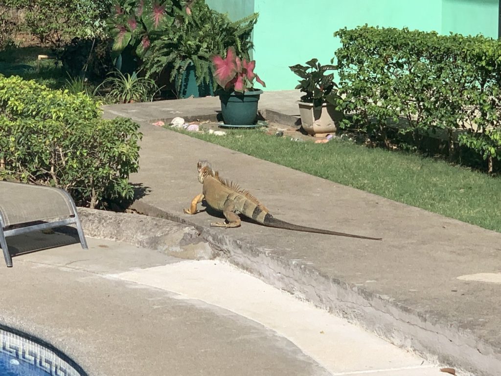 Iguana on the sidwalk