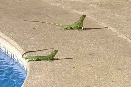 Green Iguanas by pool