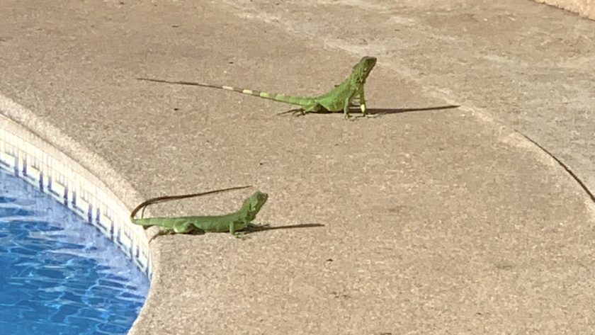 Green Iguanas by pool