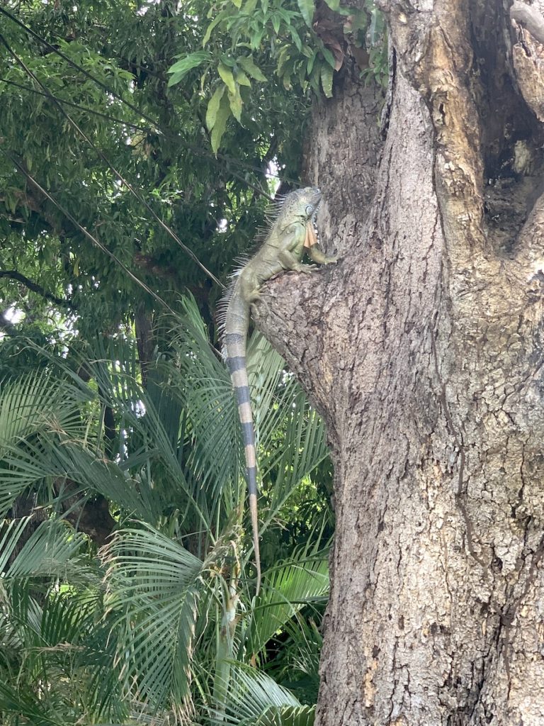 Giant iguana in a tree