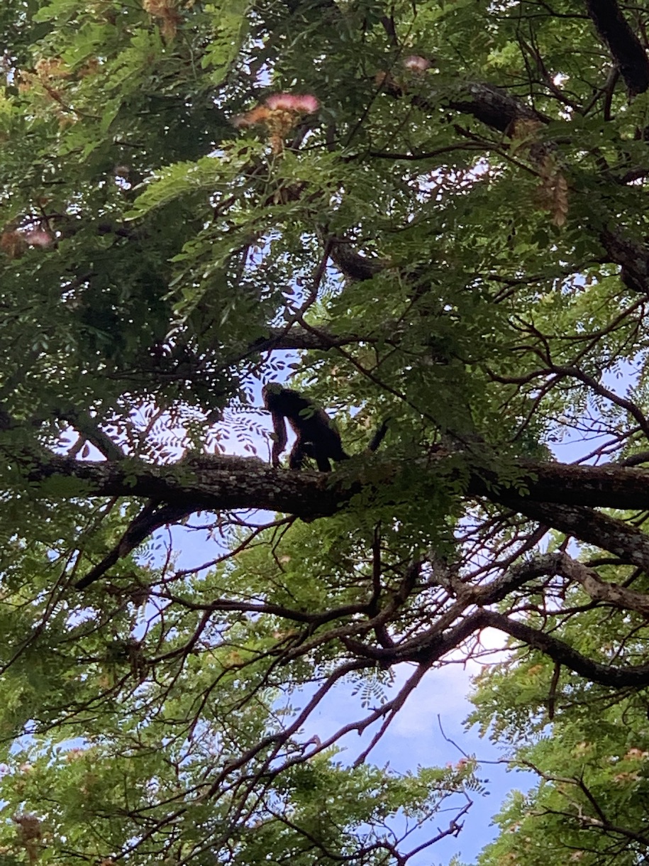 Howler monkey in a tree
