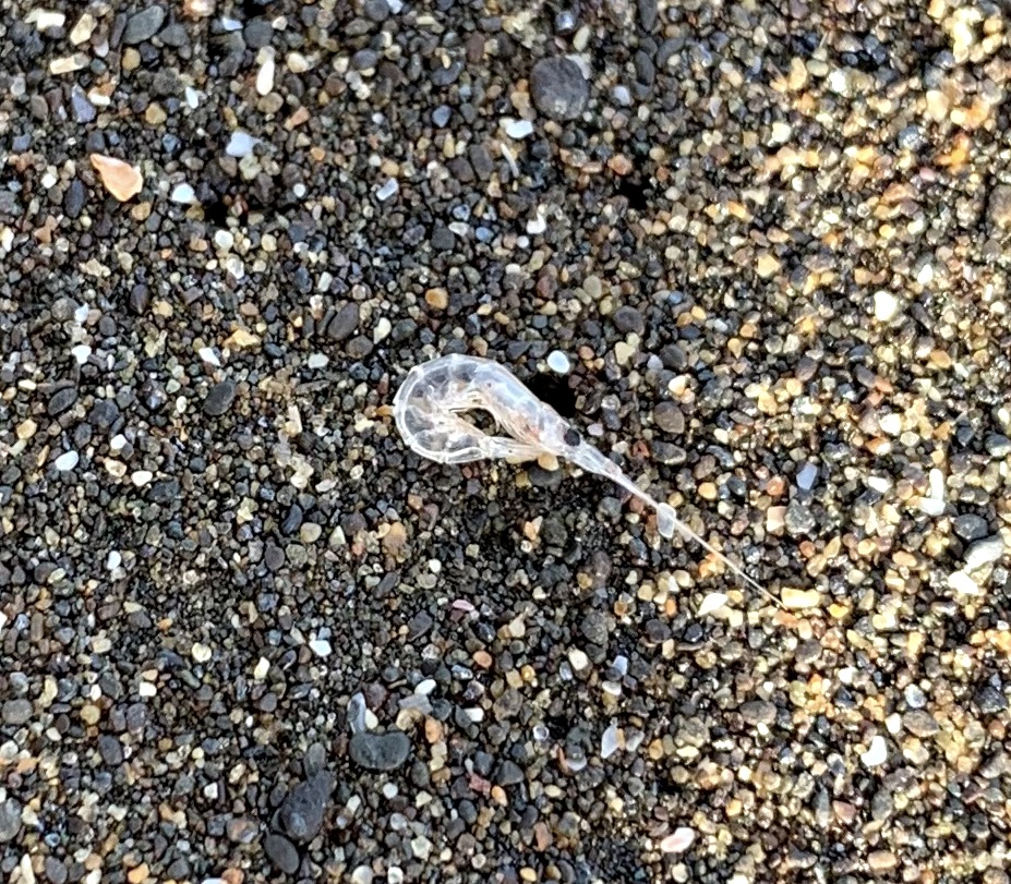 Dead baby shrimp on beach