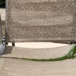 Green iguana on lounge chair