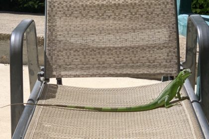 Green iguana on lounge chair