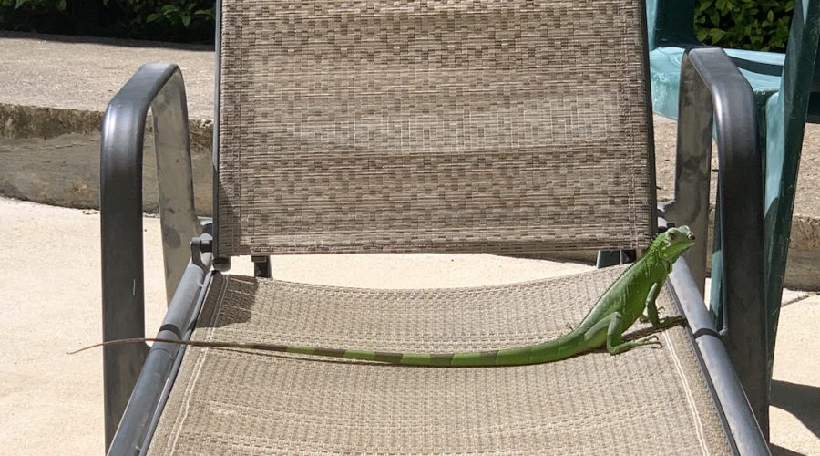 Green iguana on lounge chair