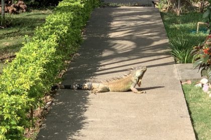 Iguana crossing sidewalk