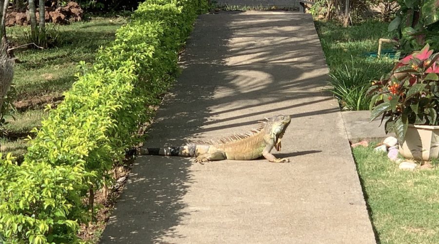 Iguana crossing sidewalk