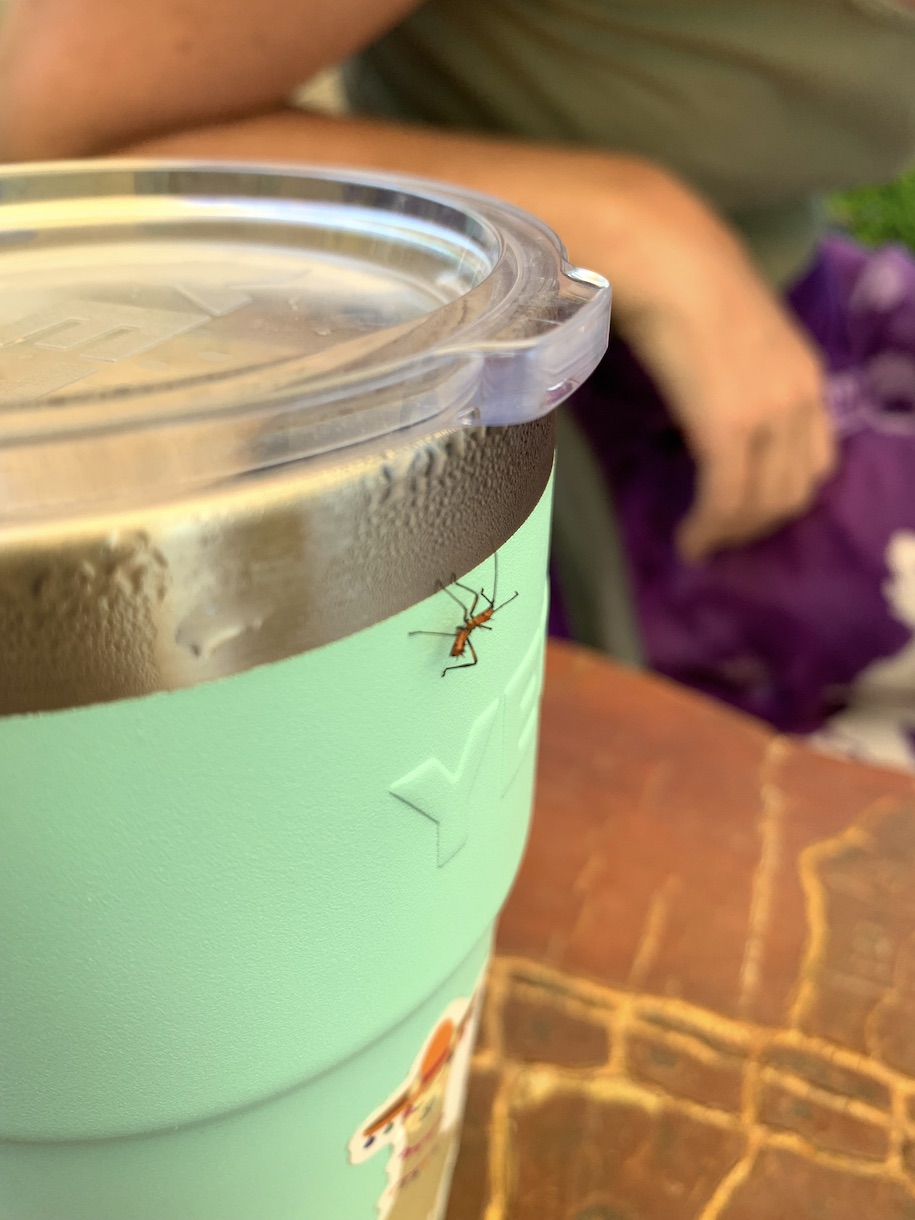 Bug on cup