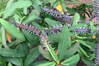 Spiky plant