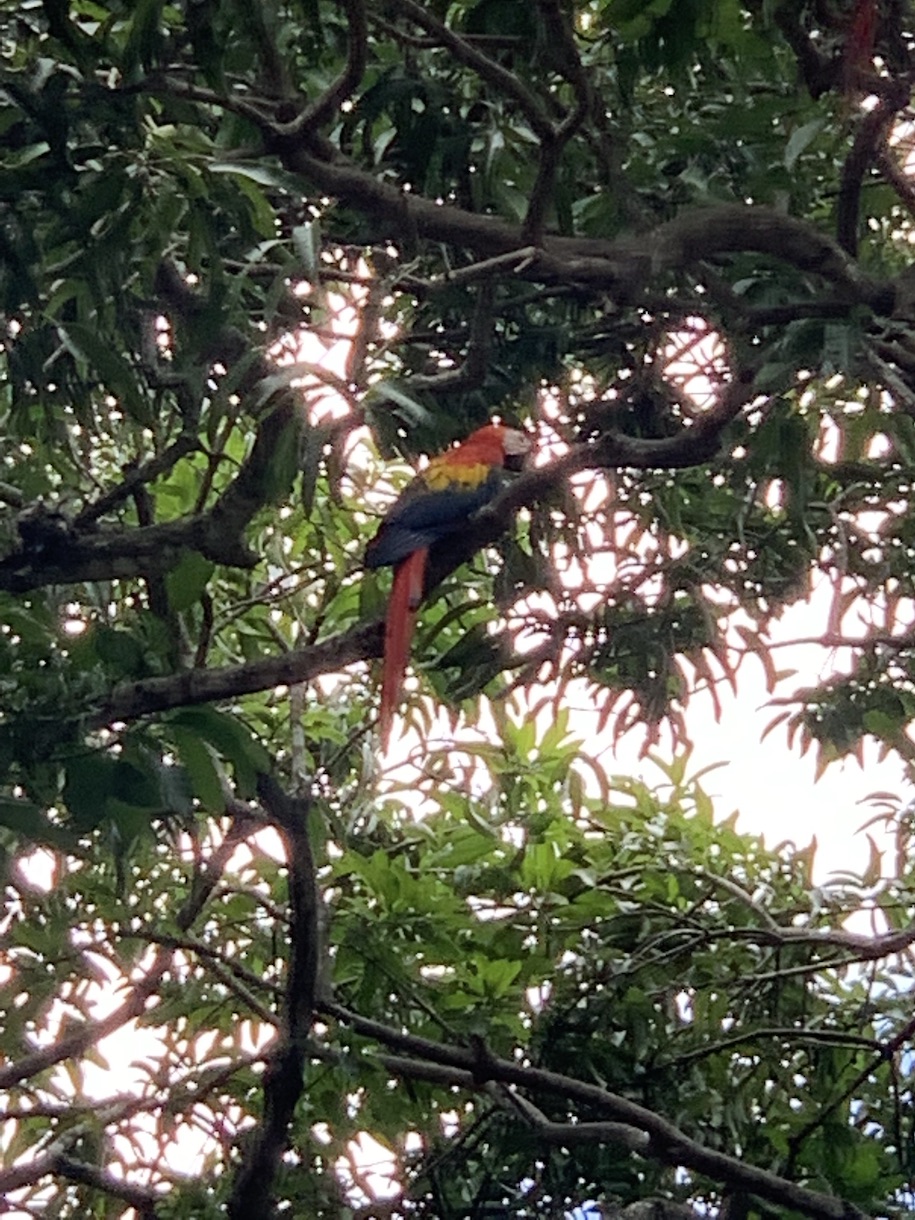 Scarlet macaw in a tree
