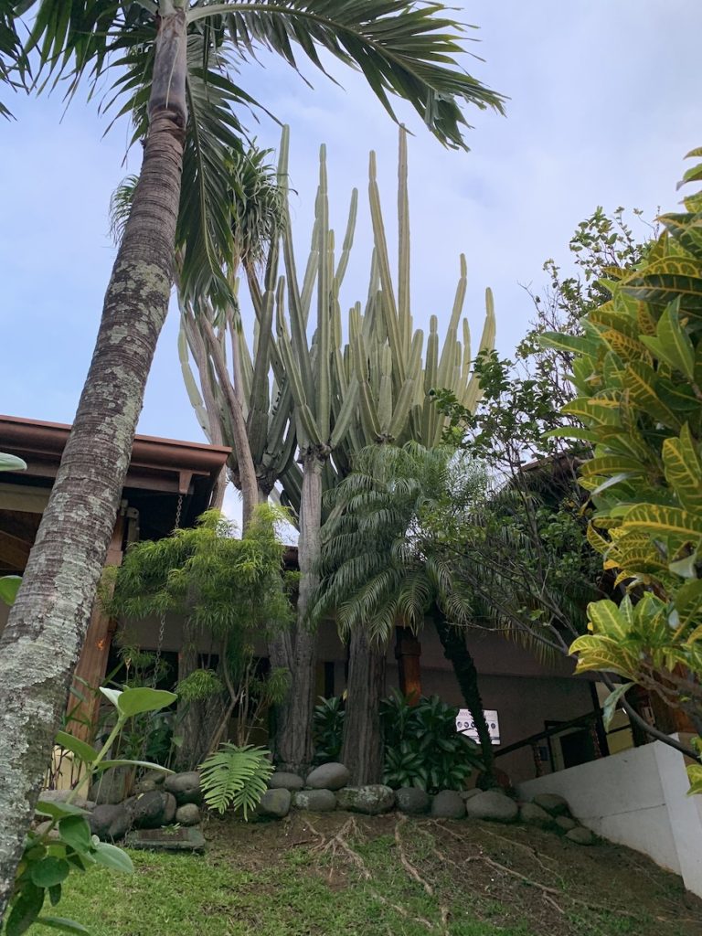 Giant cacti in San Jose