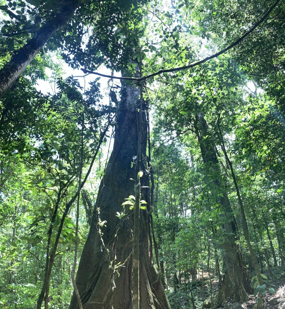 Tall tree in Costa Rica