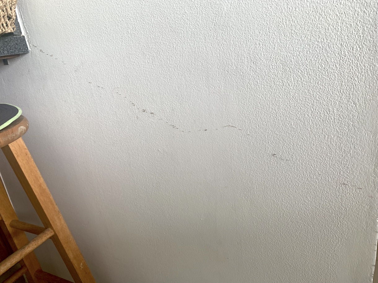 Sugar ant migration across a wall