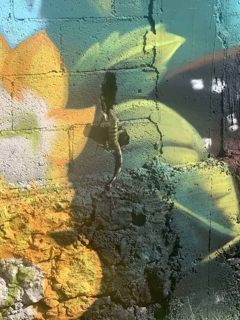 Iguana blending into the wall art