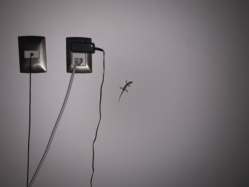 Gecko on wall behind TV