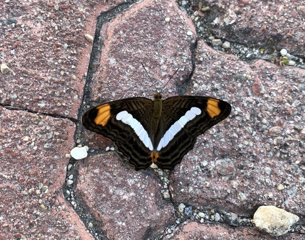 Butterfly on sidewalk