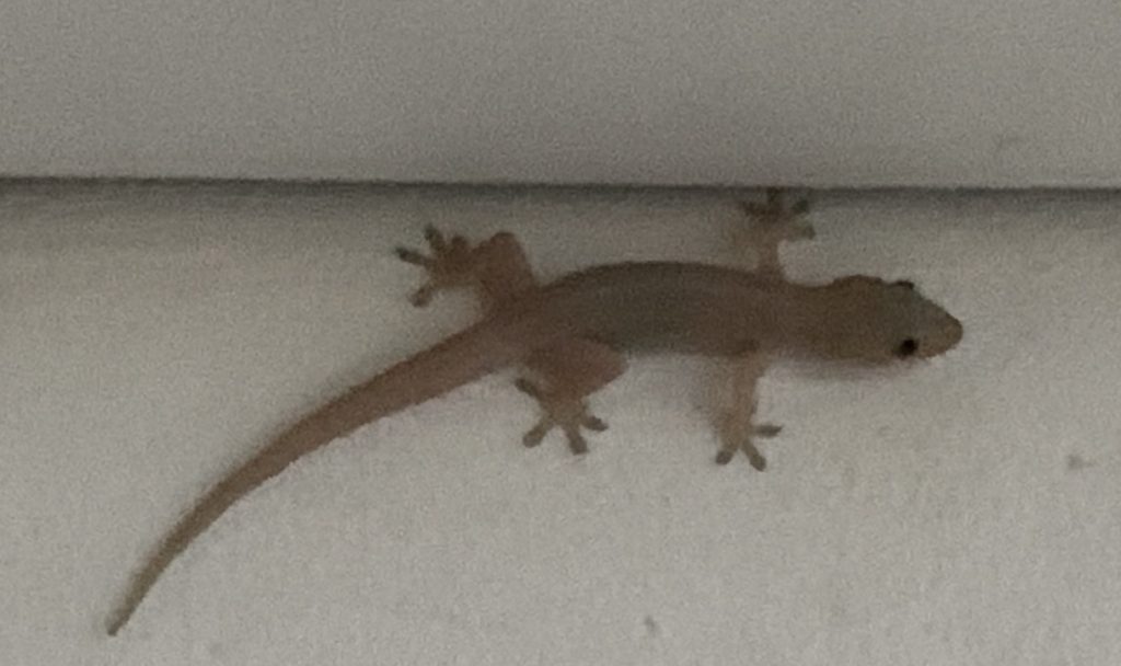 House gecko!