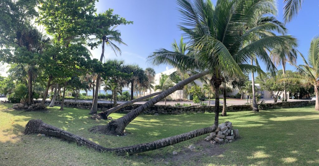 Palm Trees growing sideways