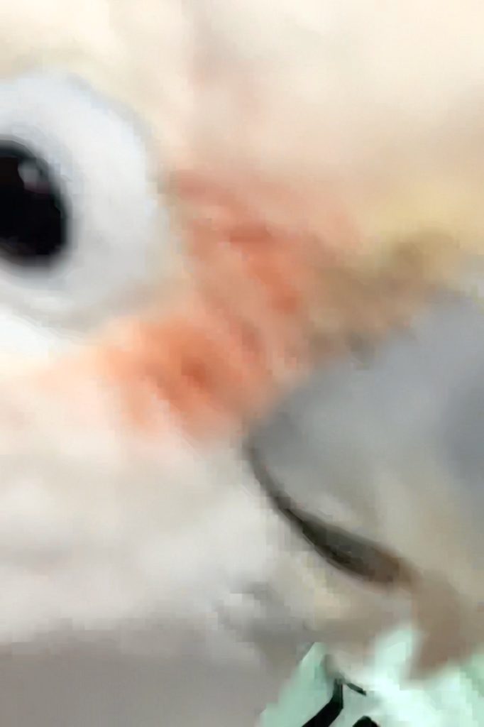 Cockatoo on video chat