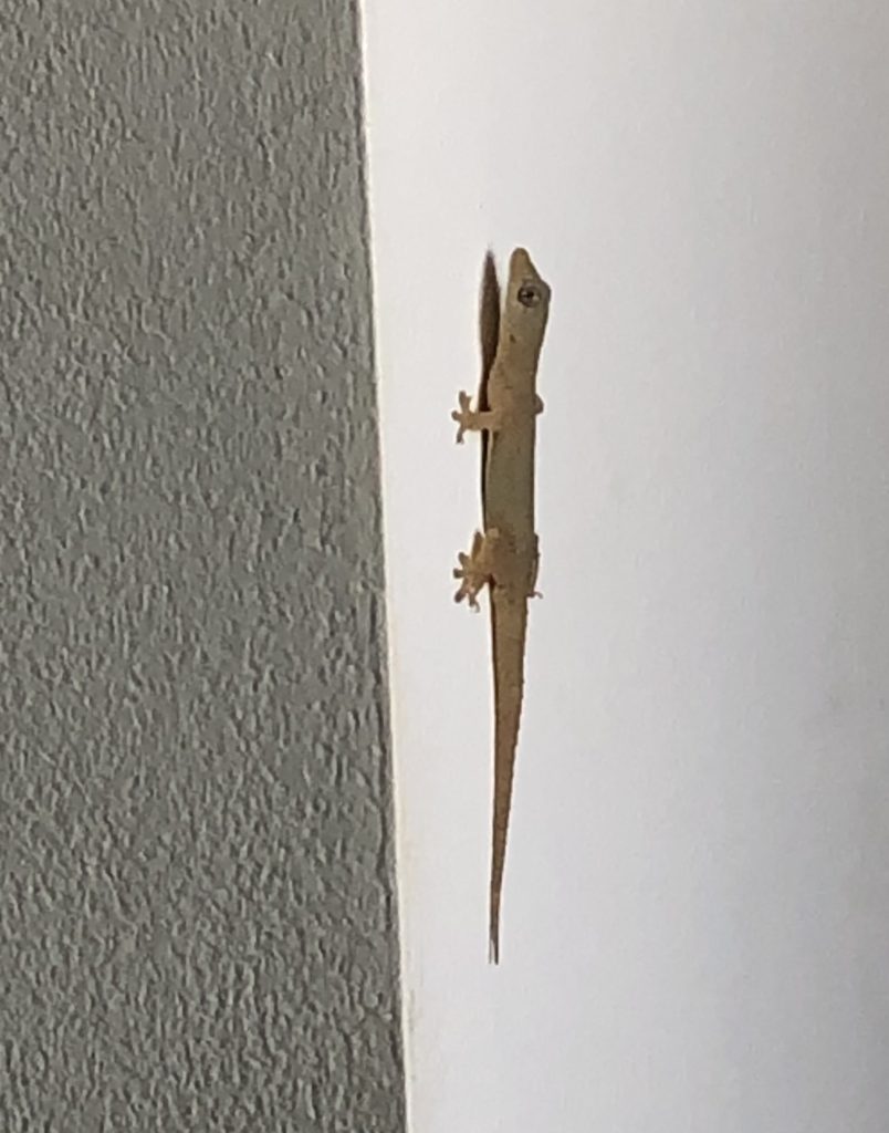 House gecko on wall