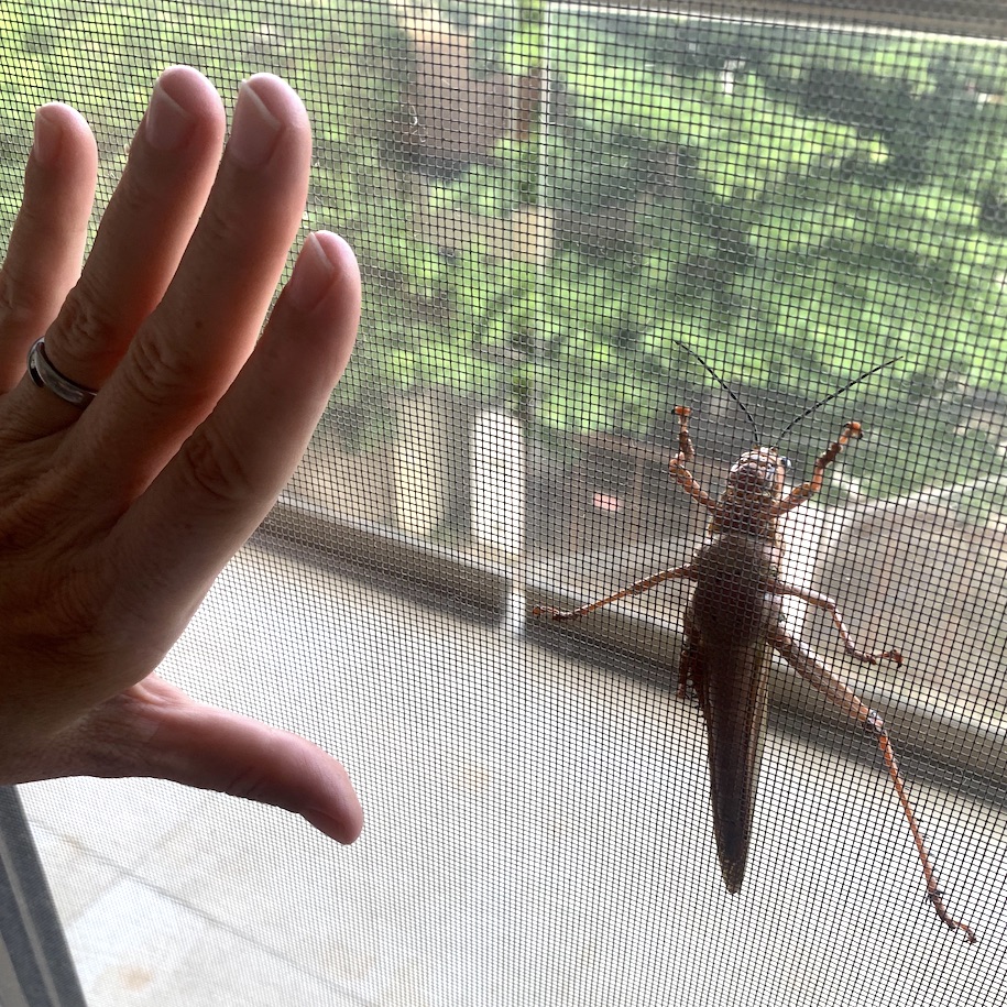 Giant grasshopper on door screen