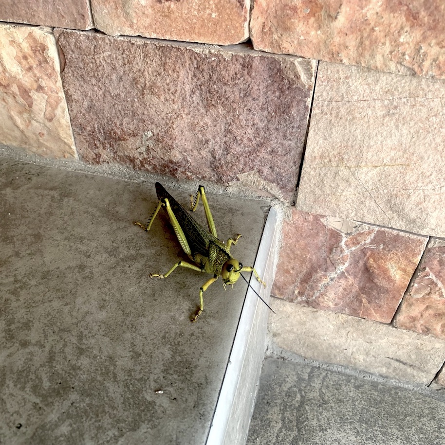 Giant grasshopper on tile