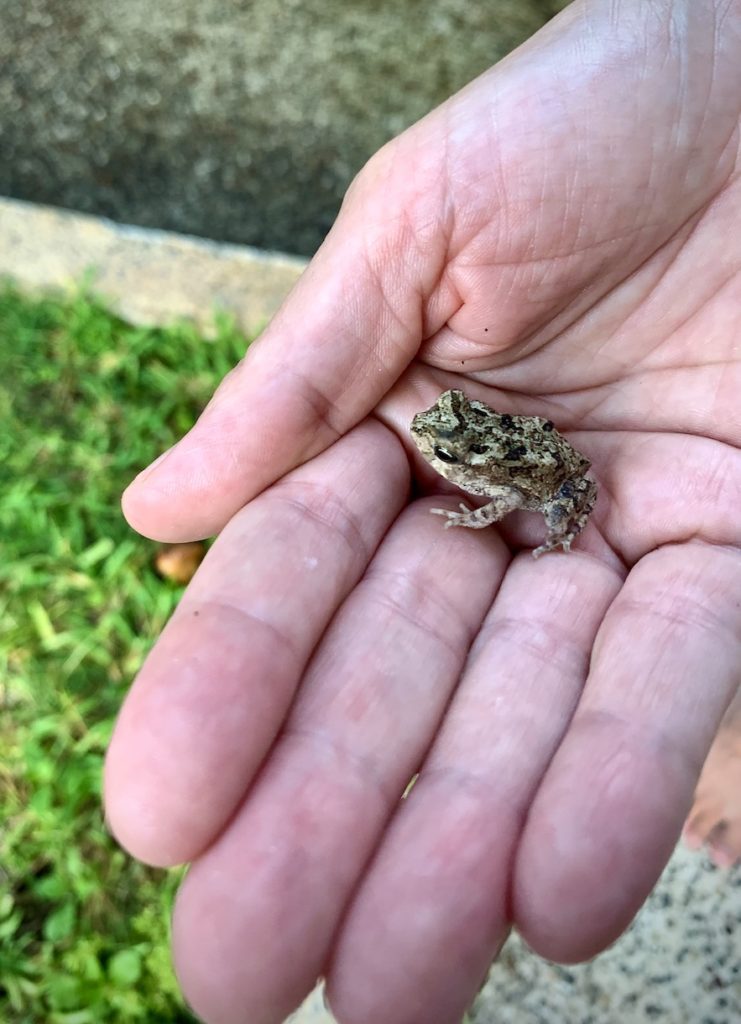 Tiny frog in Mrs. ItchyFeet's hand