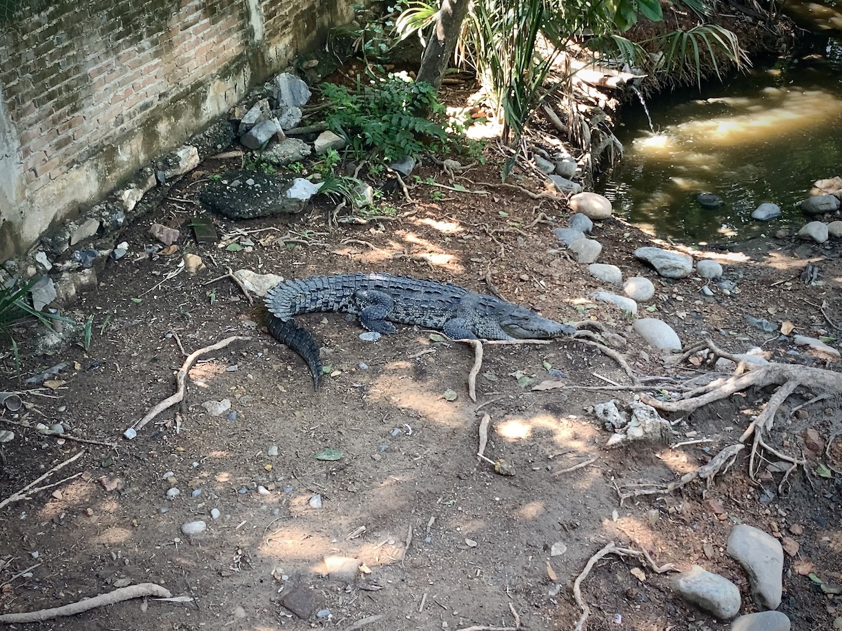 Crocodile at Playa Linda