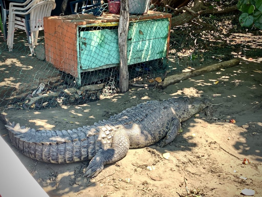 Crocodile at Playa Linda