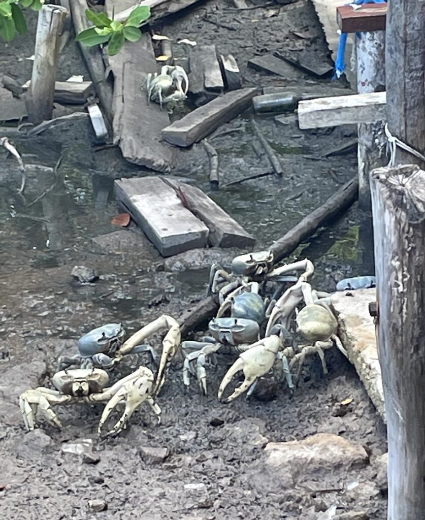 Gaint crabs in the mangroves!