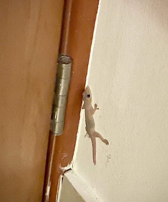 Gecko behind the door