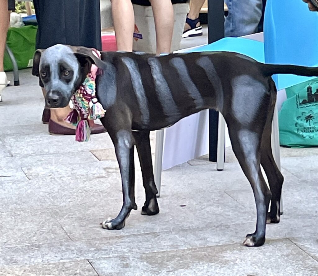 Dog in Catrina paint