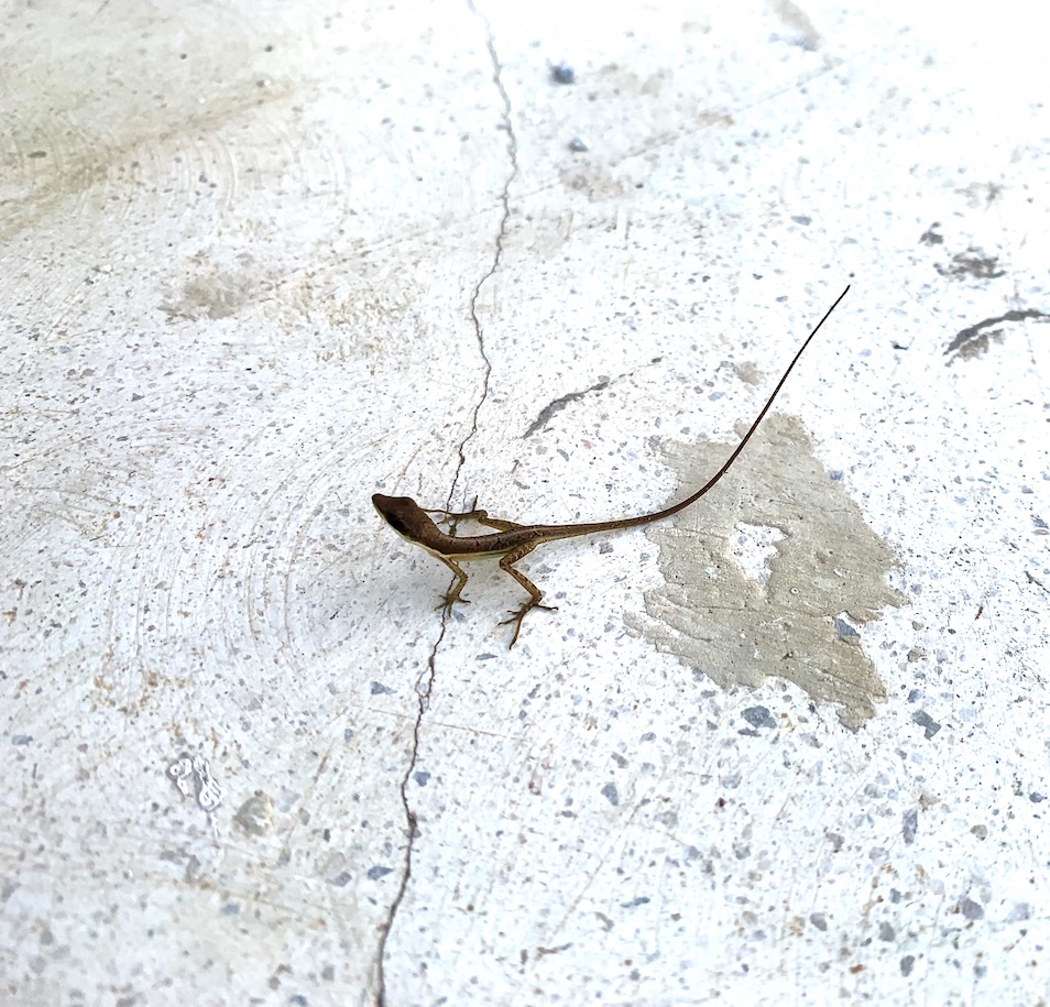 Tiny lizard on concrete