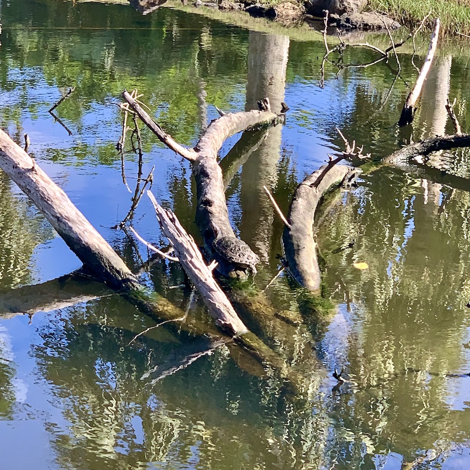 Turtle in river near apartment