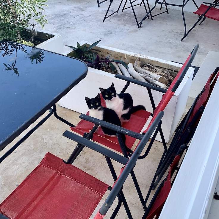 Street cats asking for breakfast outside apartment