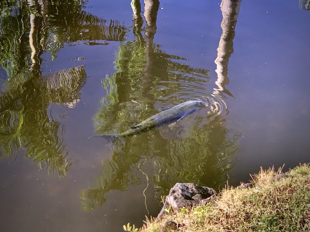 Fish in marshland near apartment