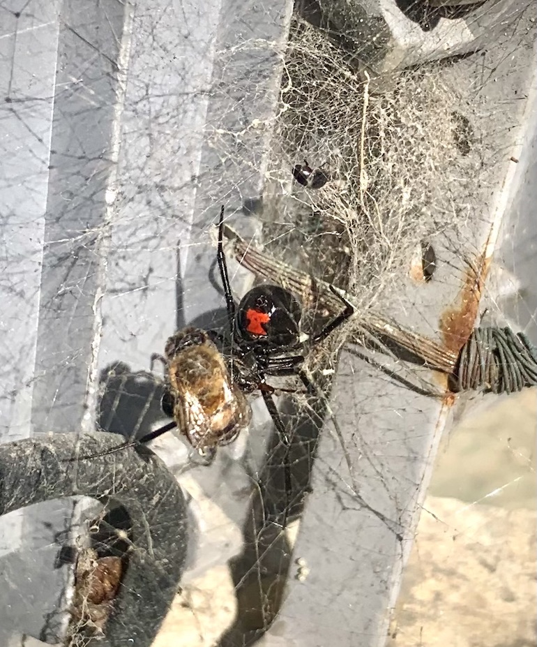Large black-widow spider