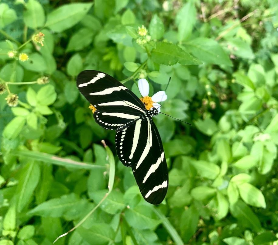Butterfly in Las Terrenas