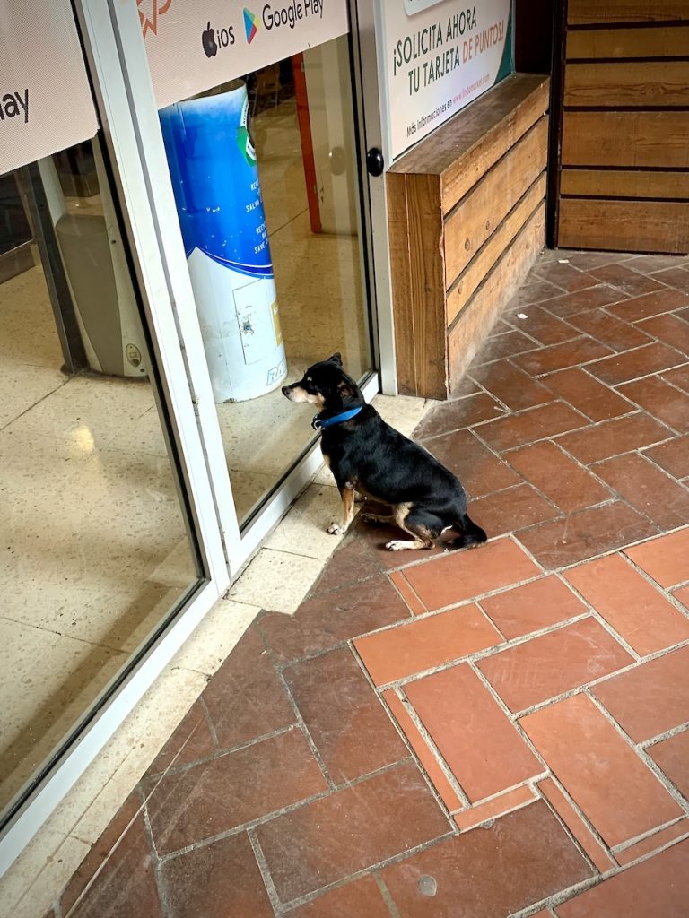 Dog waiting for his owner at the store
