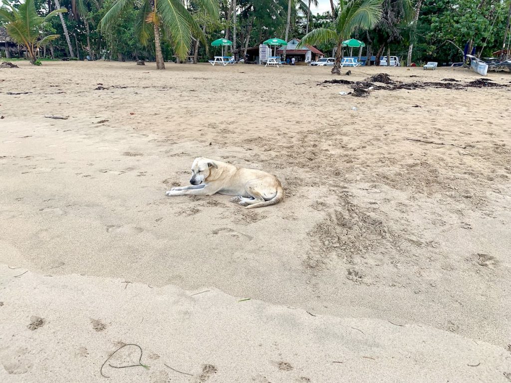 Steet dog living on the beach