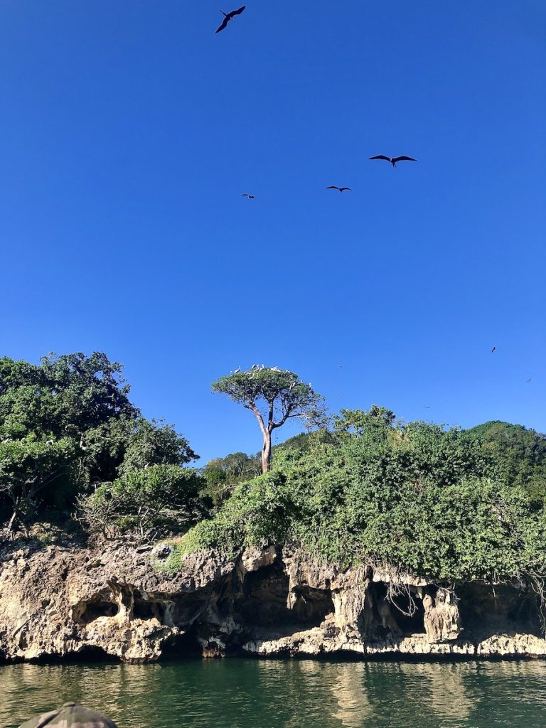 Nesting frigate-birds with caves below